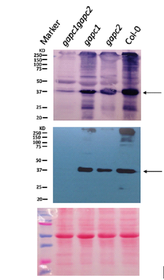 western blot using anti-GAPC1/2 antibodies on Arabidopsis